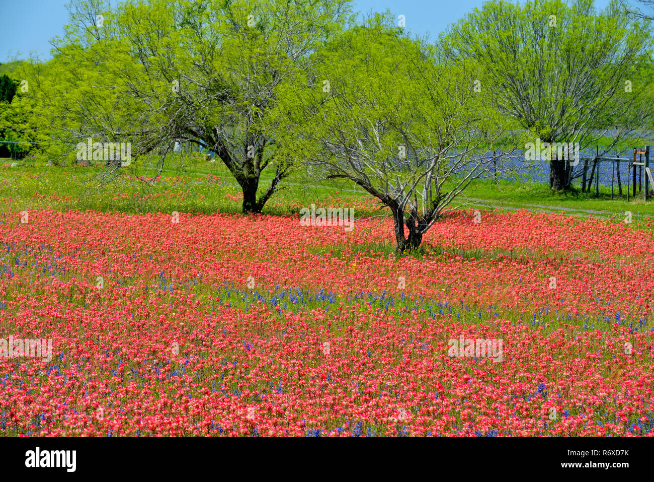 Texas wildflowers hi-res stock photography and images - Alamy