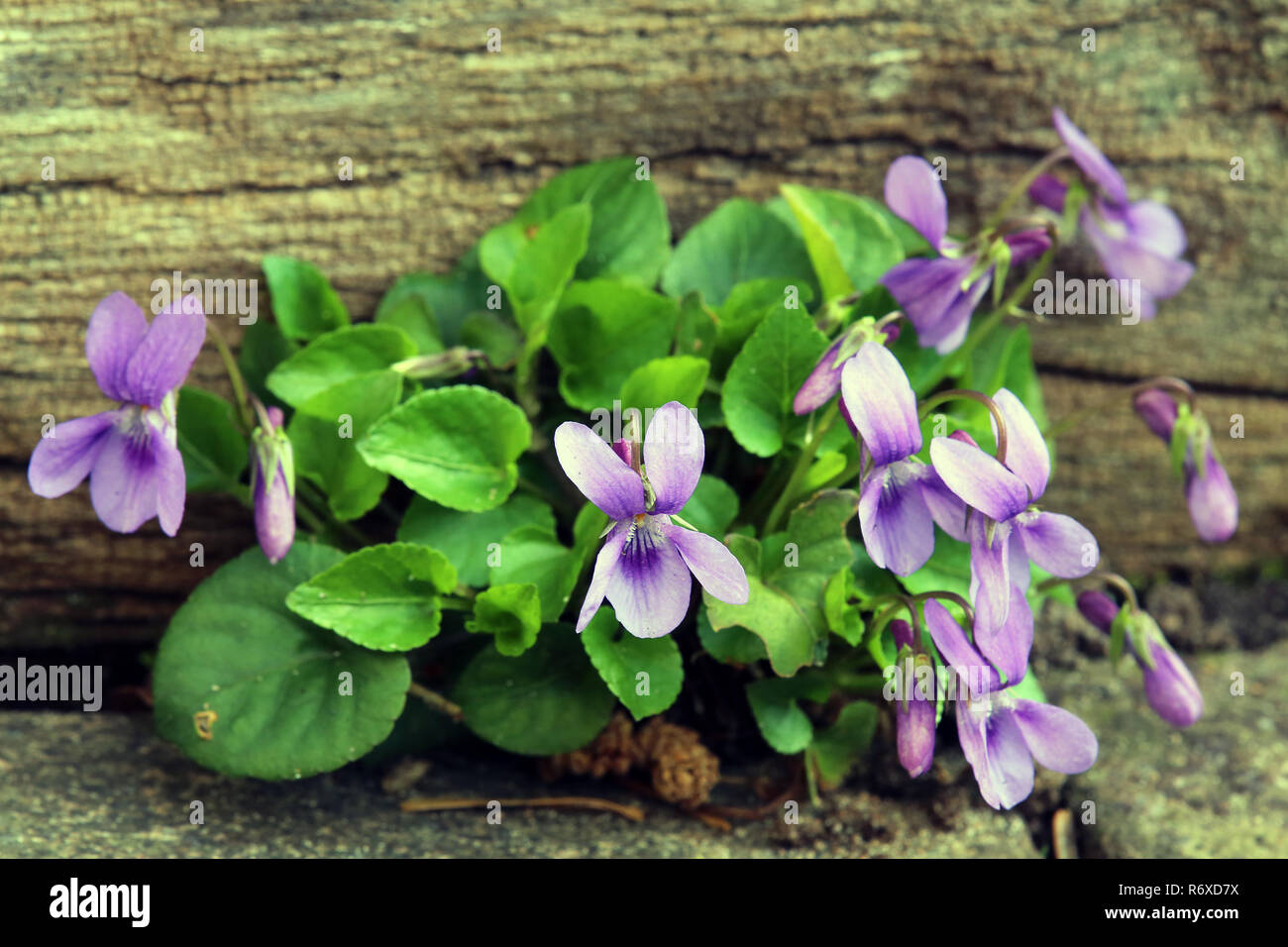 fragrant violet viola odorata in the natural garden Stock Photo