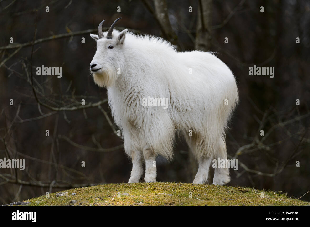 mountain goat stands on hill and observes Stock Photo - Alamy