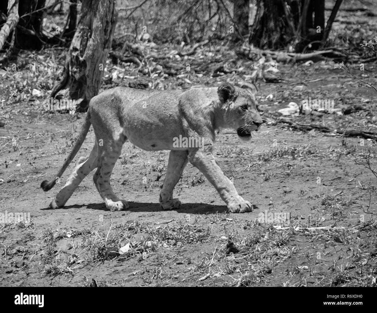 A juvenile Lion walking in Southern African savanna Stock Photo - Alamy