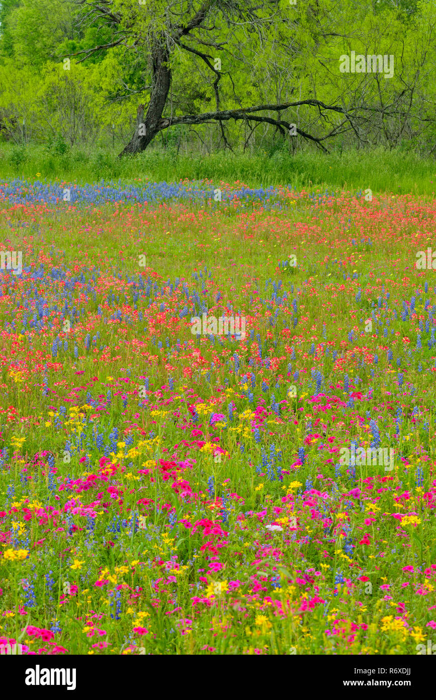 Texas wildflowers in bloom phlox, paintbrush in a meadow