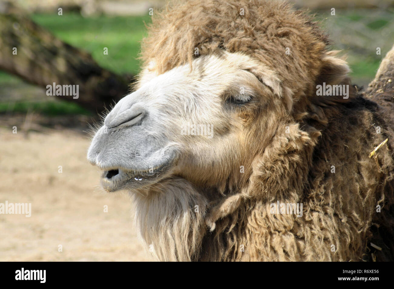 camel Stock Photo
