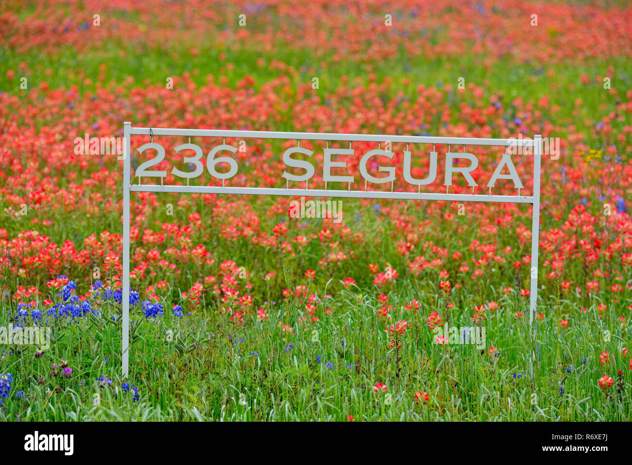 Roadside wildflowers along Segura Lane featuring Texas paintbrush, with property address sign, Llano County, Texas, USA Stock Photo