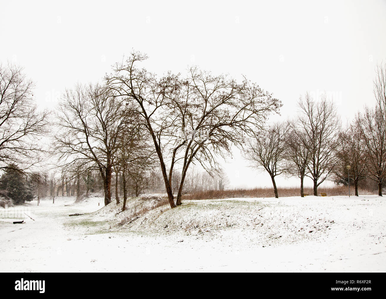 Snowy landscape with trees Stock Photo - Alamy