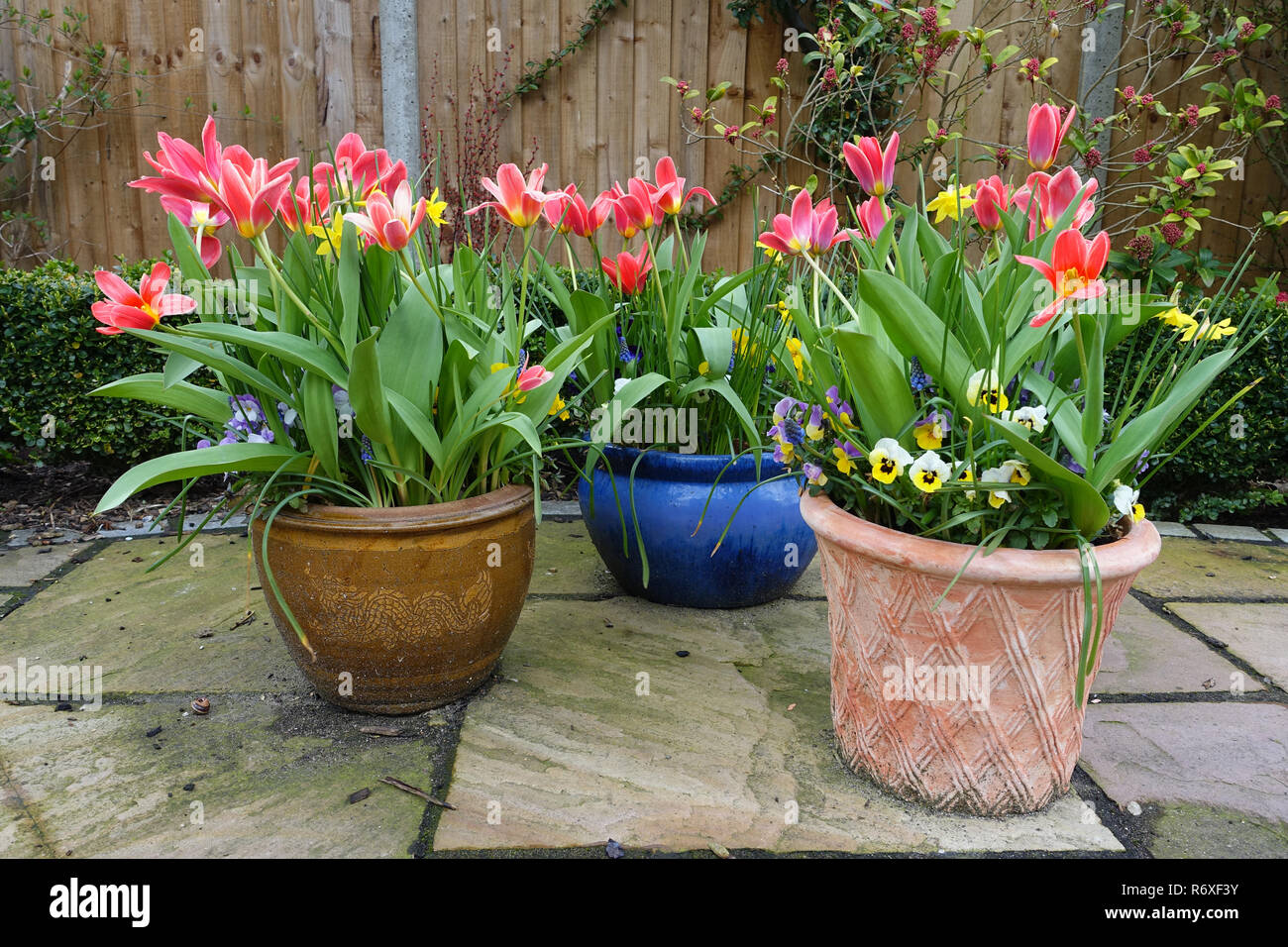 Spring flowers in pots in the garden Stock Photo Alamy