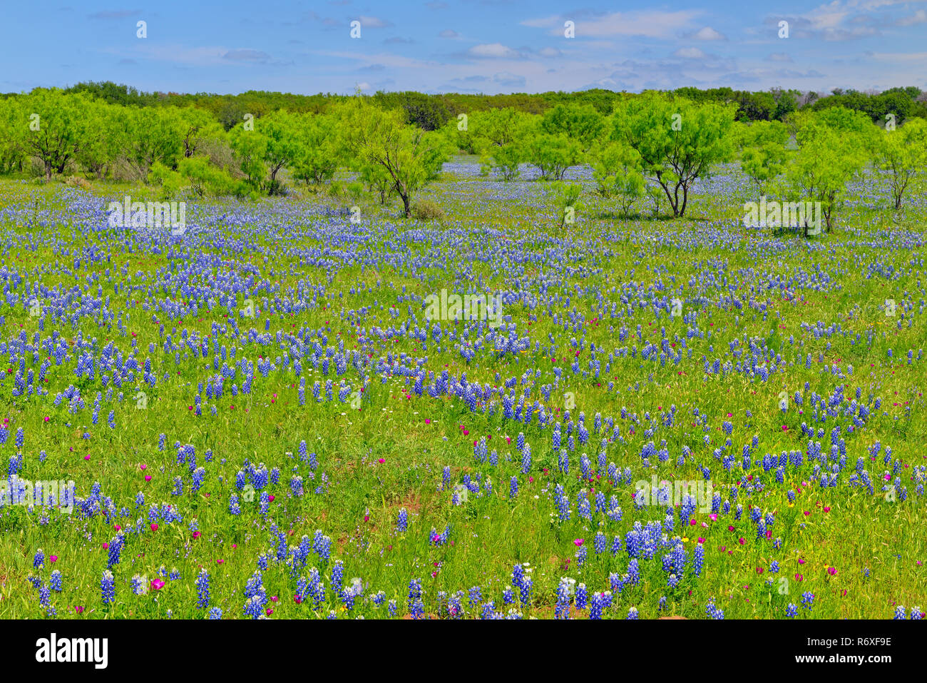 Roadside wildflowers along Threadgill Creek Road featuring Texas