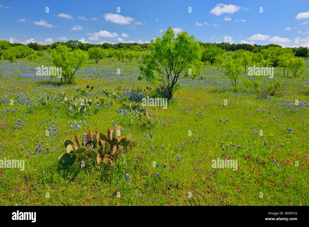 Roadside wildflowers along Threadgill Creek Road featuring Texas