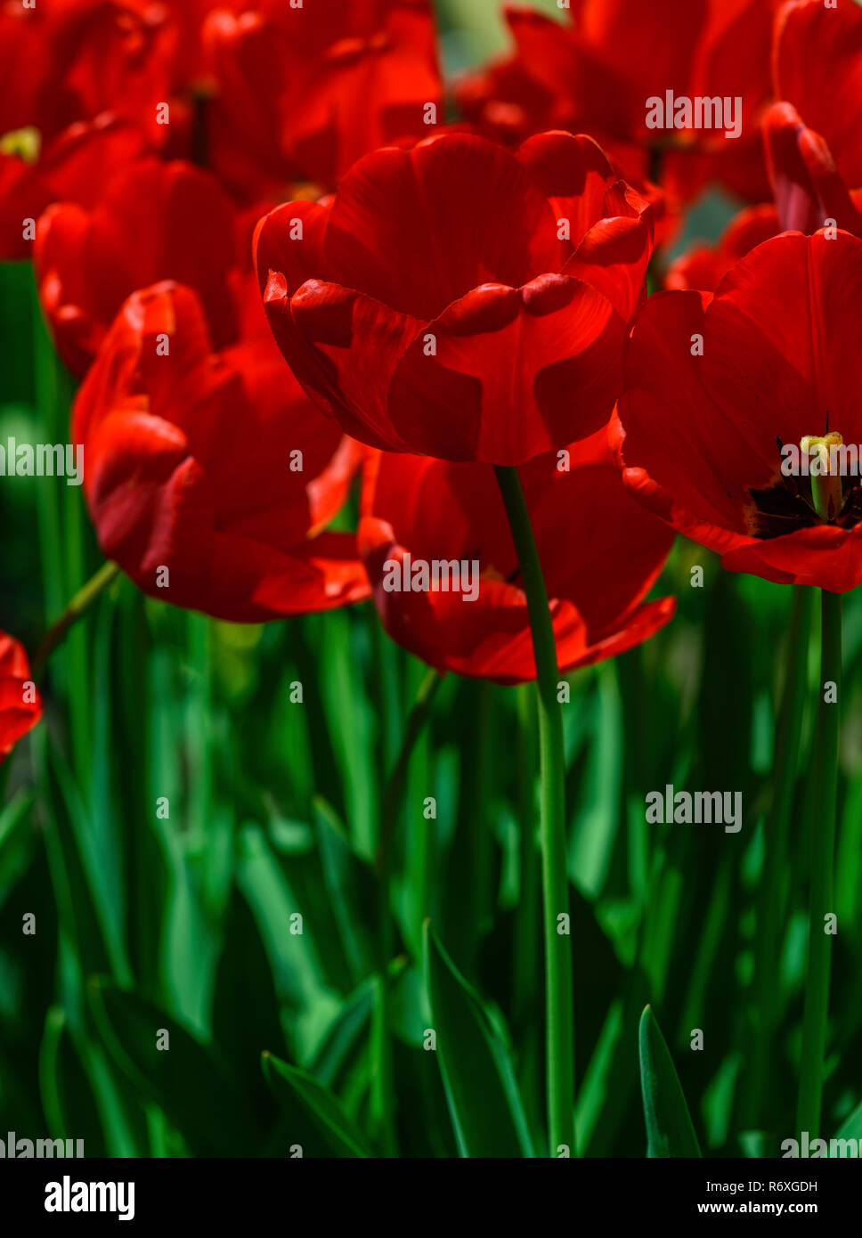 red blossoming tulips with green stems and leaves Stock Photo - Alamy