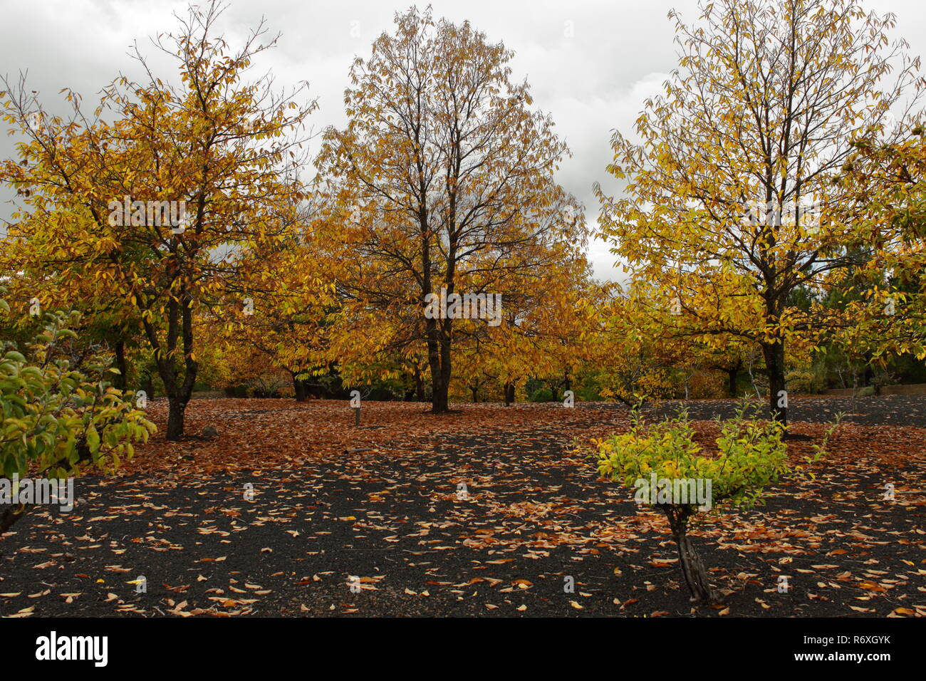 Bosque en otoño.  forest in autumn Stock Photo