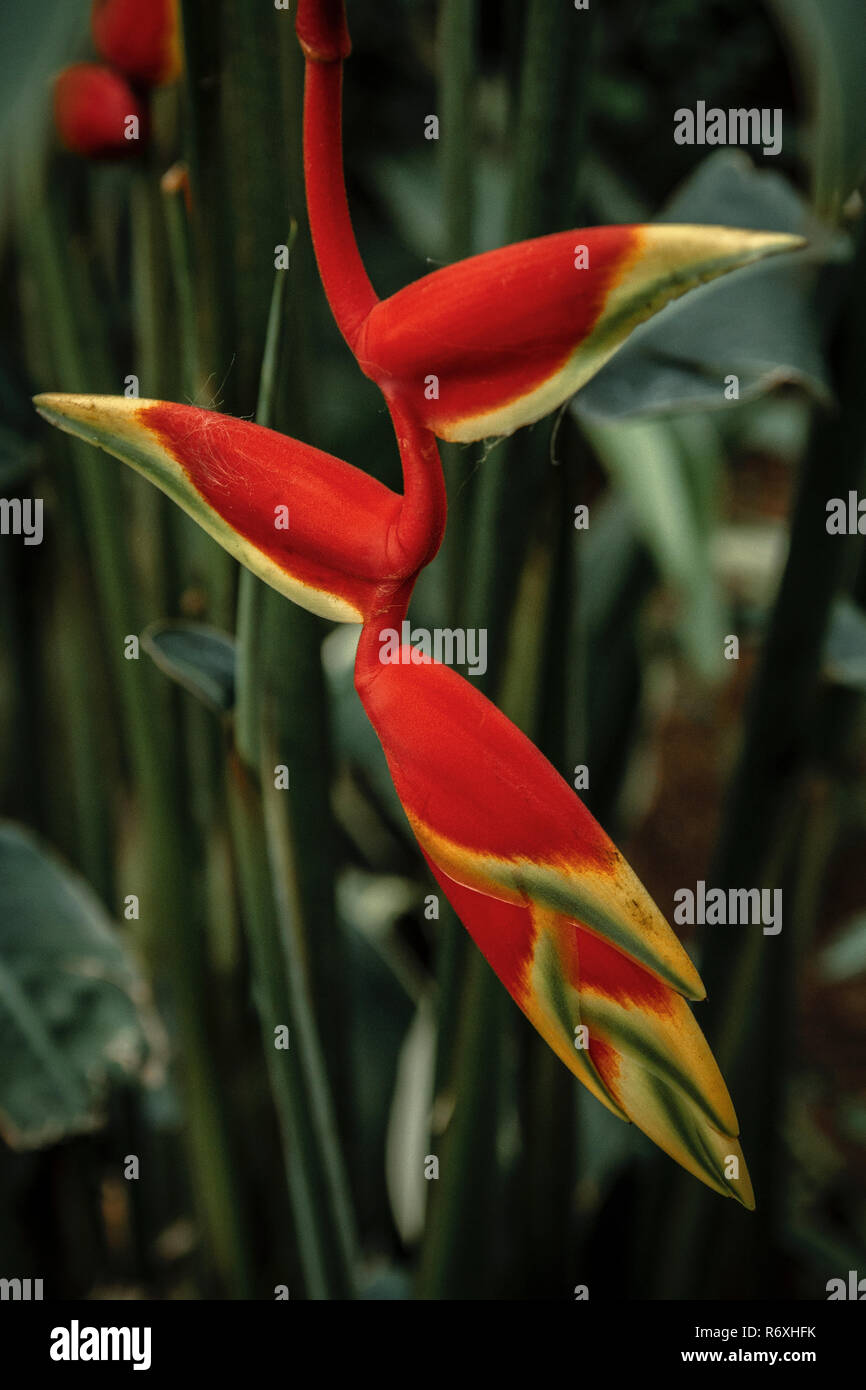 Heliconia rostrata, lobster claw Stock Photo