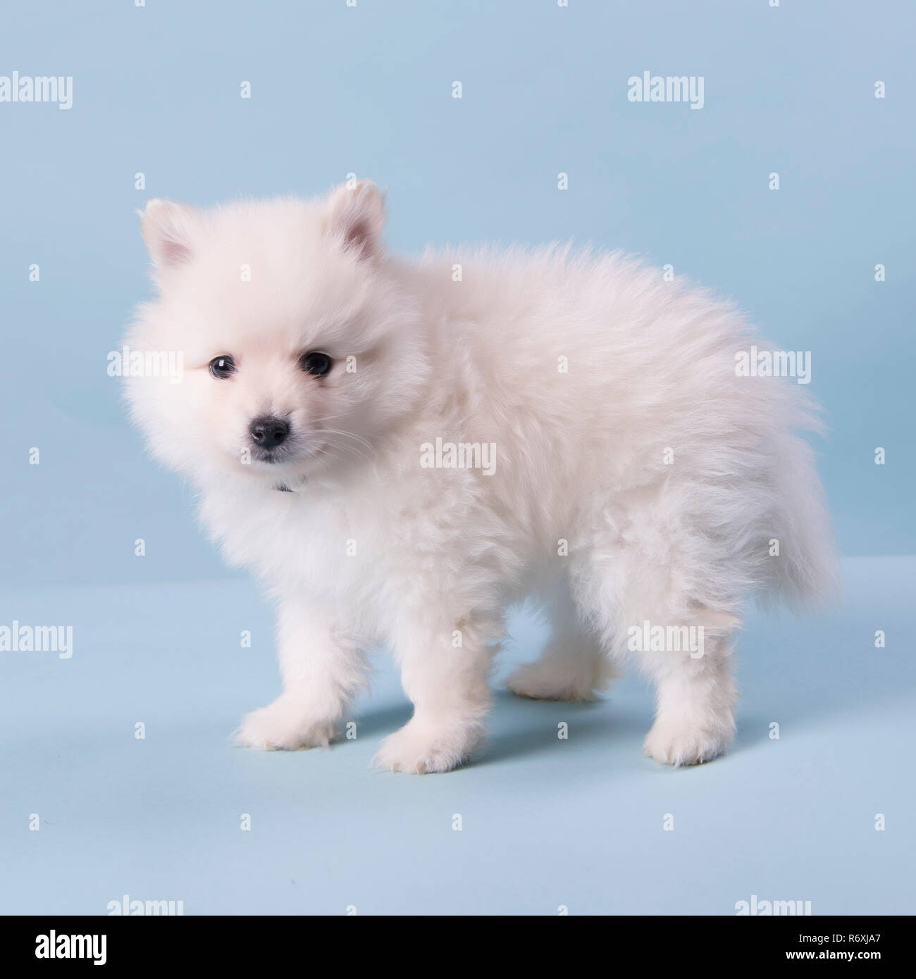 Pomeranian Puppy 6 weeks old cute photography Stock Photo