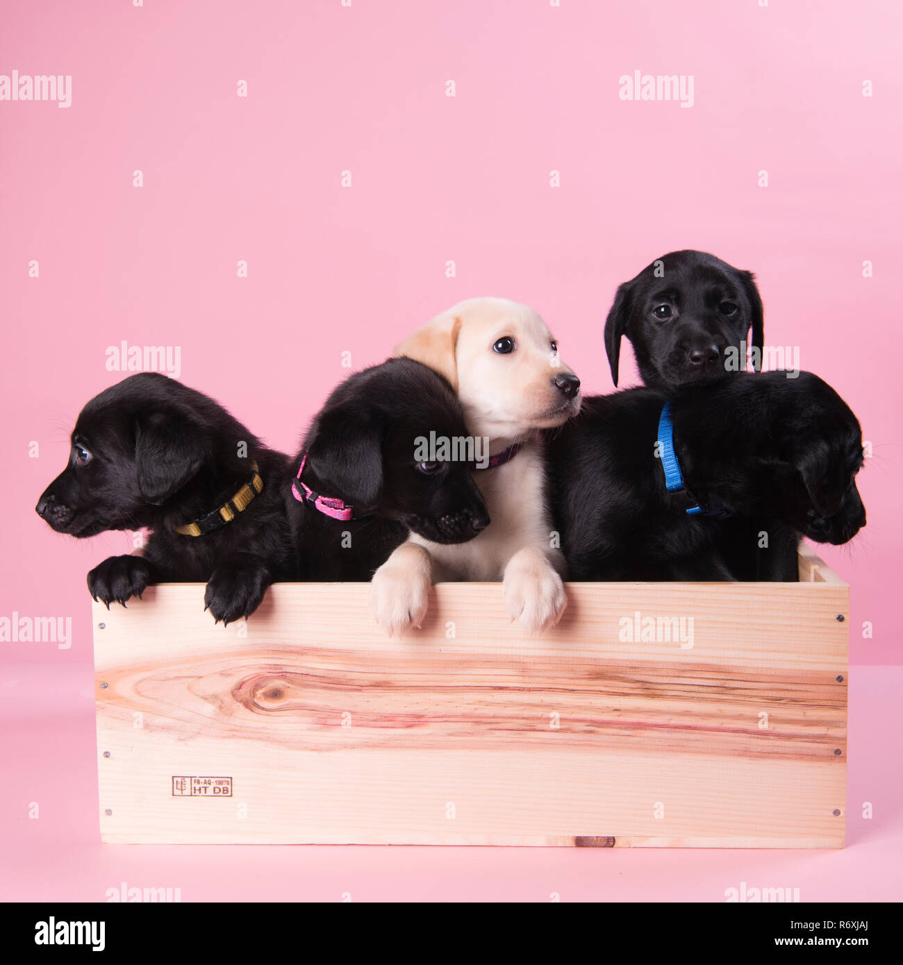 litter of Labradors, 5 labrador puppys in a wine crate Stock Photo