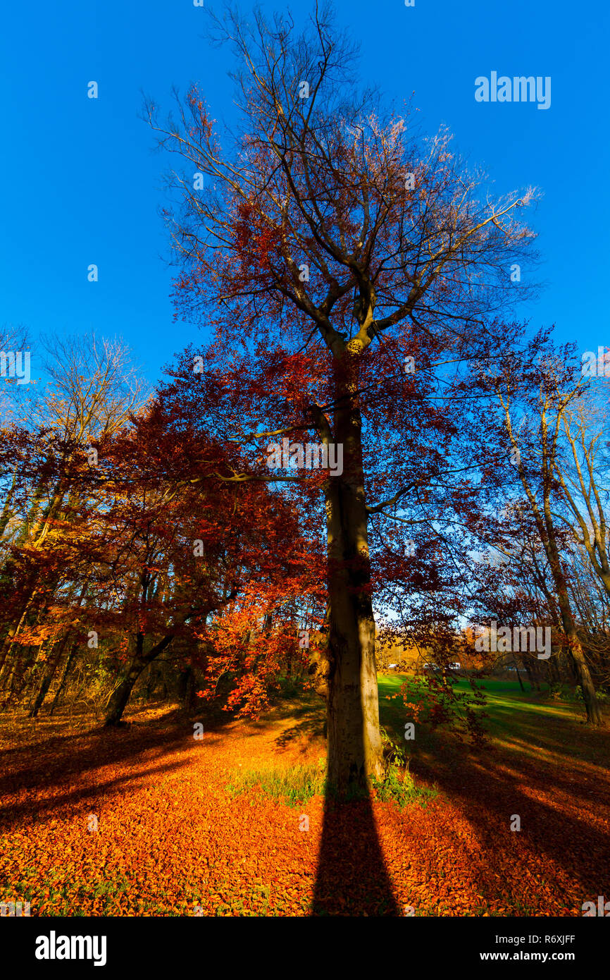 Autumn trees in the park Stock Photo - Alamy
