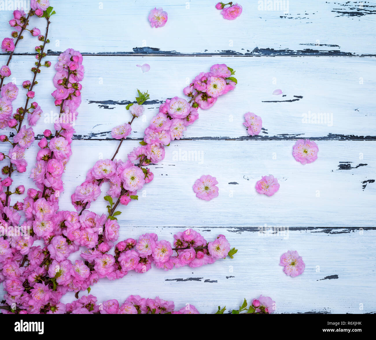 branches with pink flowers Louiseania triloba Stock Photo