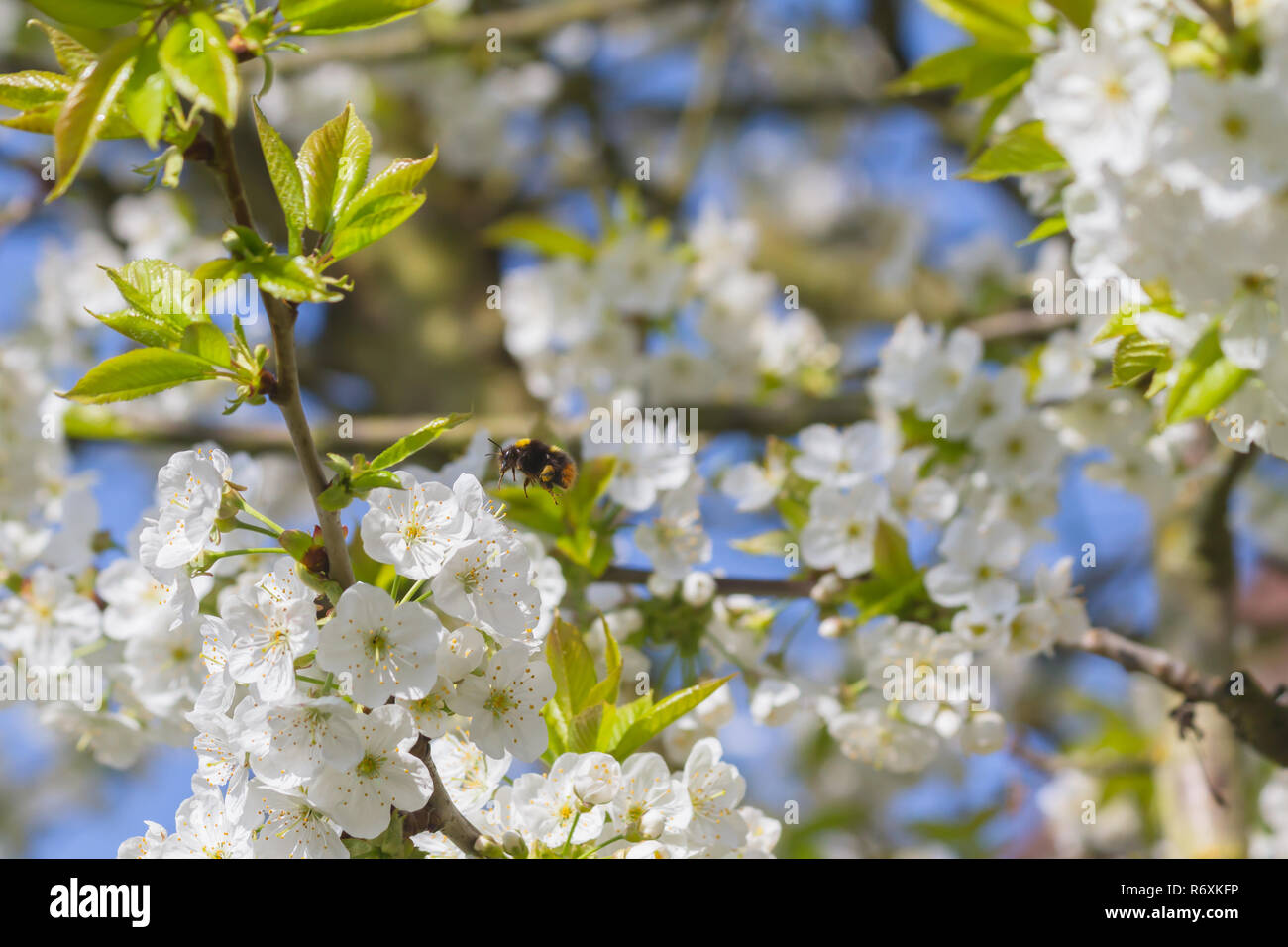 Bumblebee and cherry blossoms Stock Photo