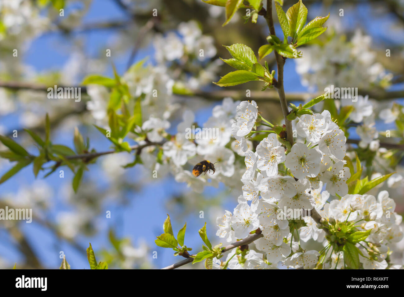 Bumblebee and cherry blossoms Stock Photo