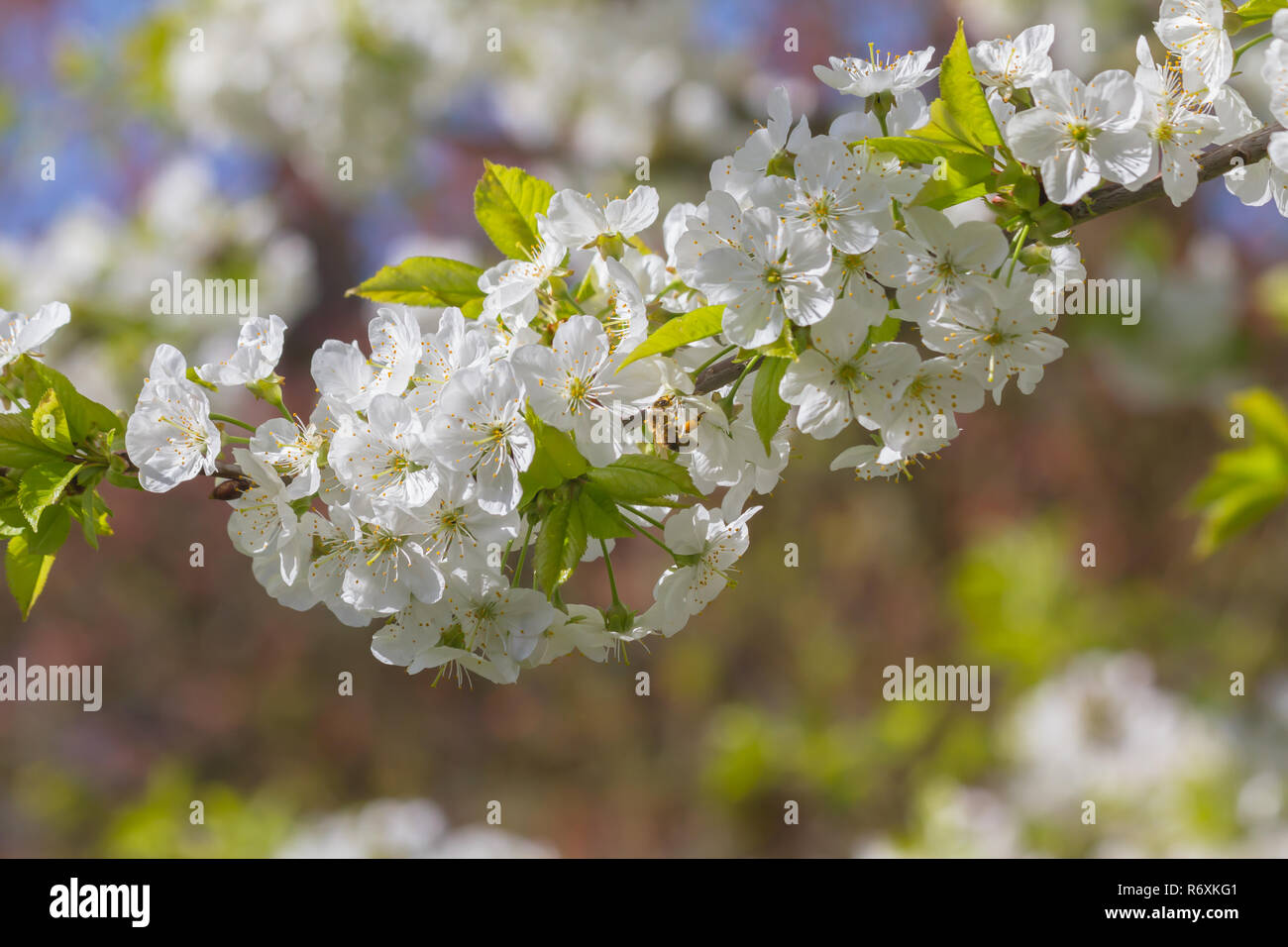 Bees and cherry blossoms Stock Photo