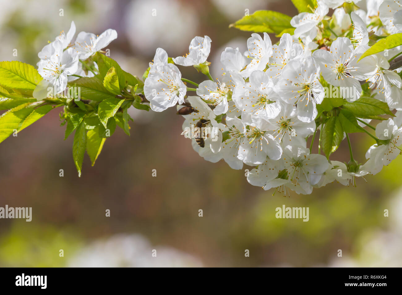 Bees and cherry blossoms Stock Photo