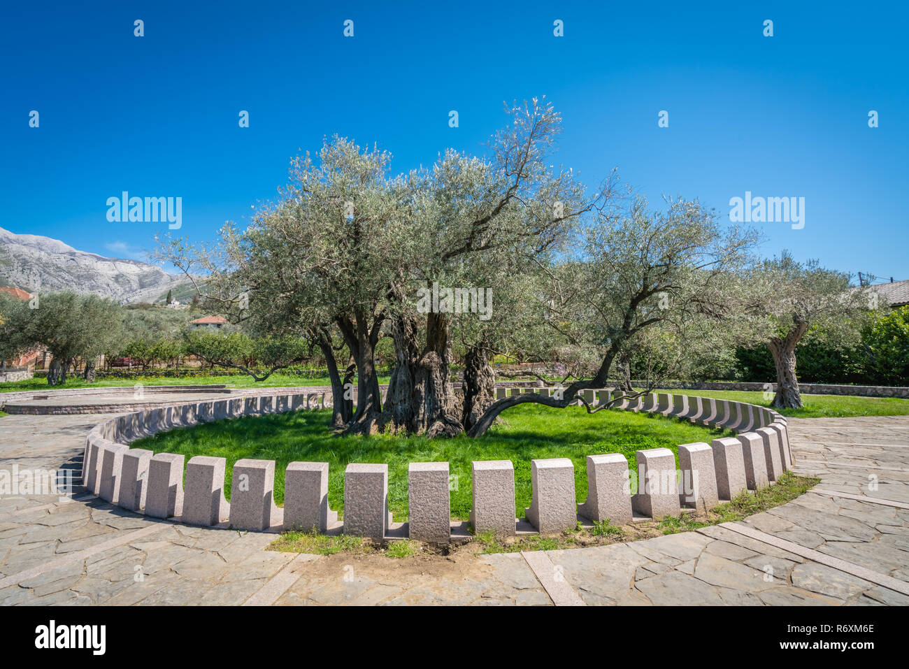 The oldest olive tree in Europe Stock Photo Alamy