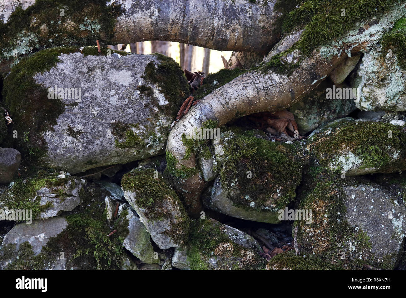 Verwurzeln hires stock photography and images Alamy