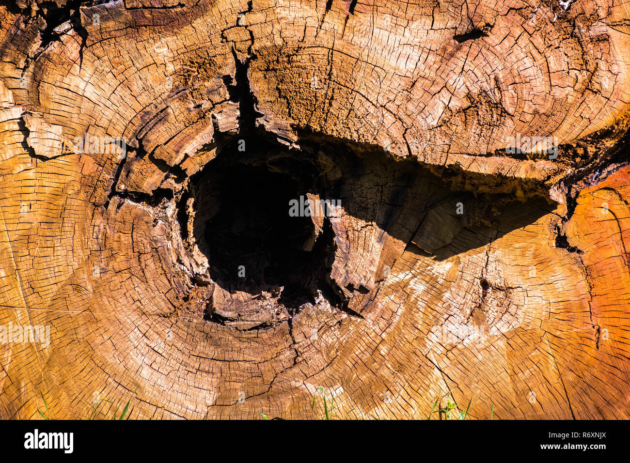 Cross section through an eucalyptus tree, California; Eucalyptus trees are native from Australia and invasive in other parts of the world, such as the Stock Photo