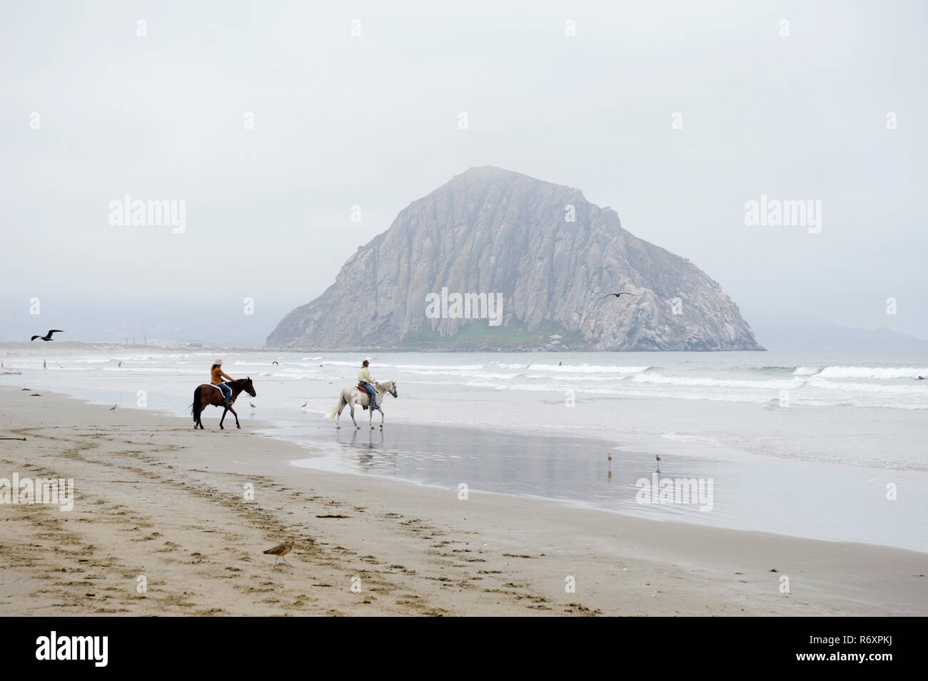 horseback riding at the beach Stock Photo - Alamy