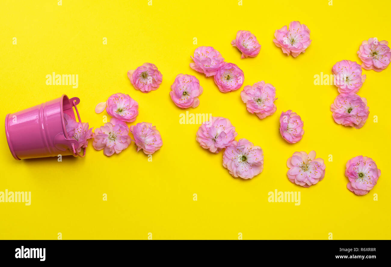 scattered pink buds of almond trilobate from a small metal bucket Stock Photo