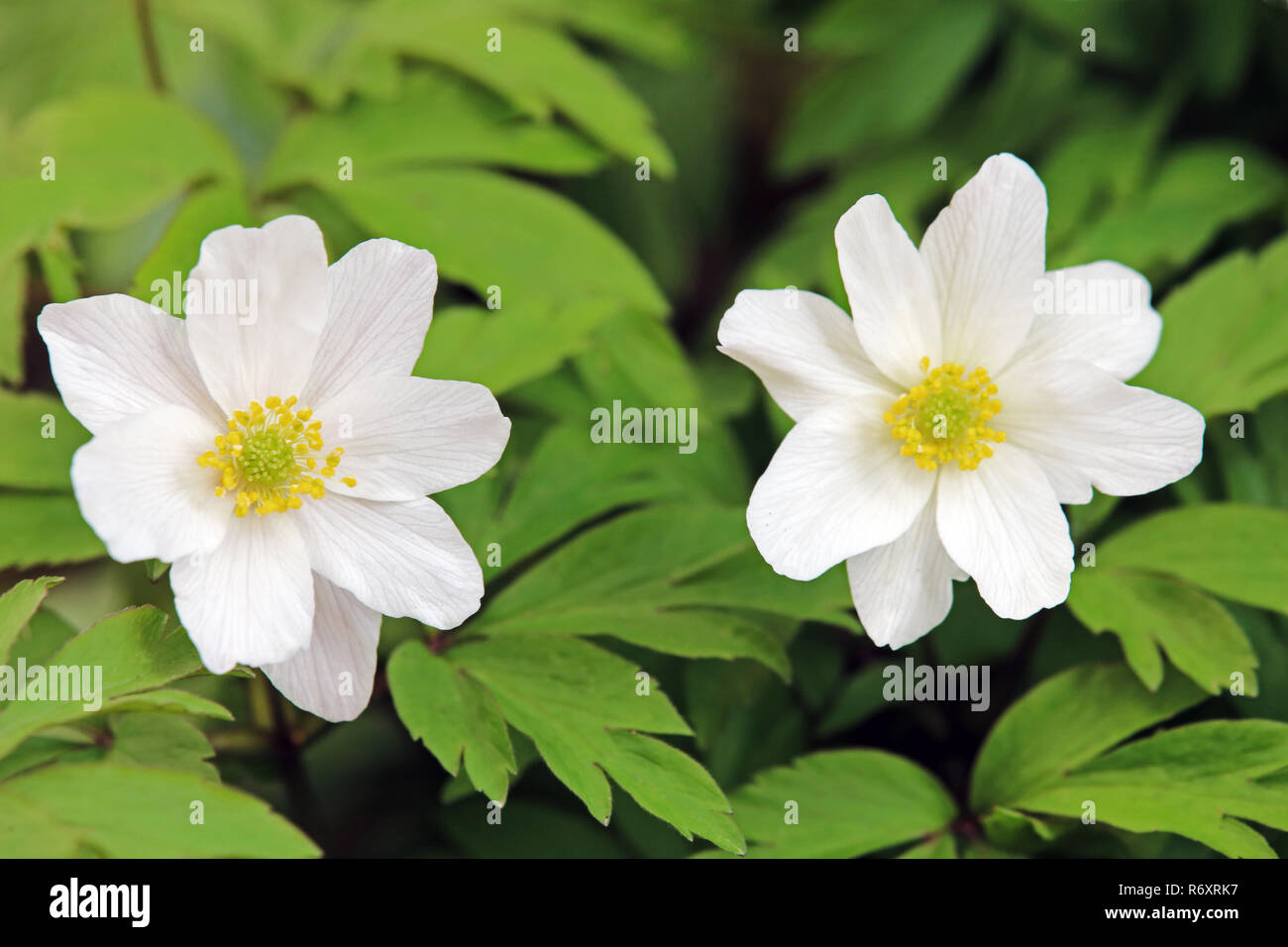 two flowers of the wood anemone anemone nemorosa in close-up view Stock Photo