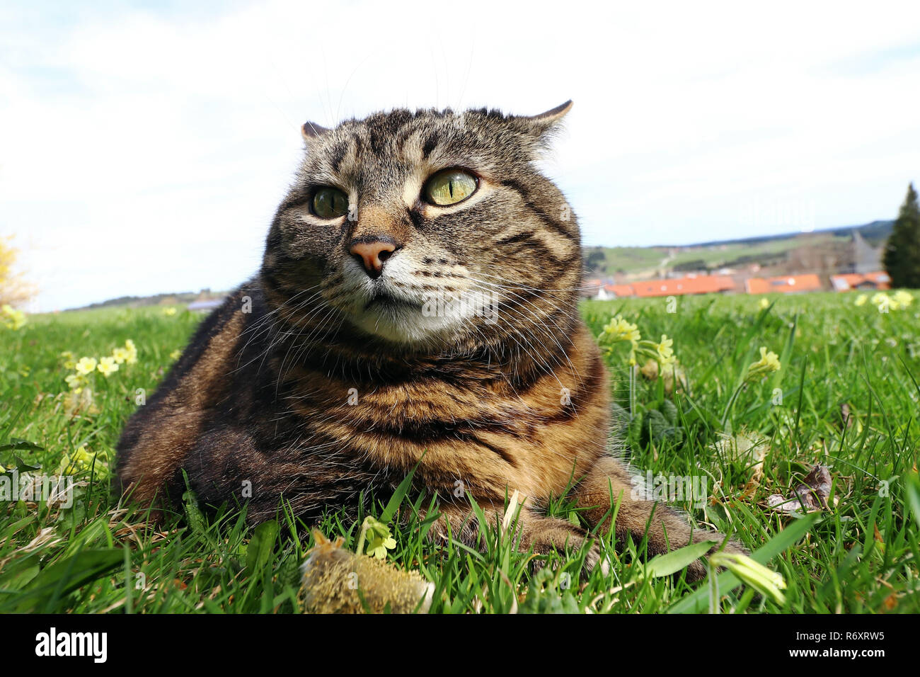 Small fat cat 2025