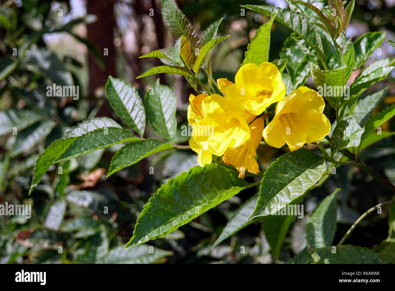 trumpet tree,yellow trumpet flower,yellow bell stans Stock