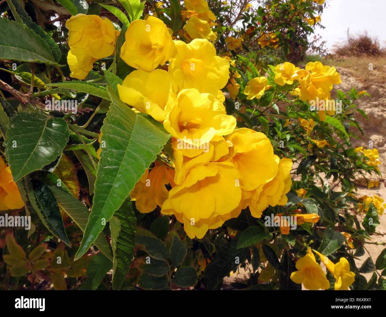 trumpet tree,yellow trumpet flower,yellow bell (tecoma stans) Stock Photo