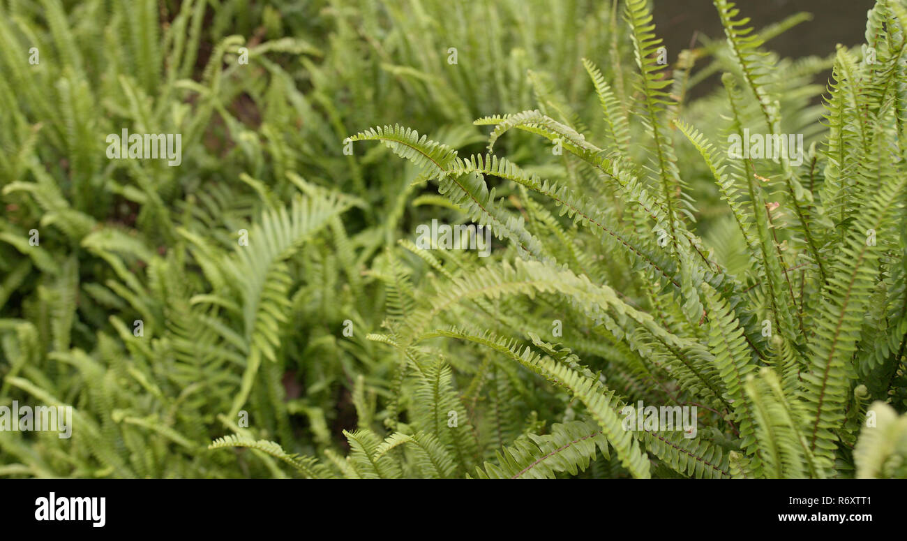 Fern leaf hop bush hi-res stock photography and images - Alamy