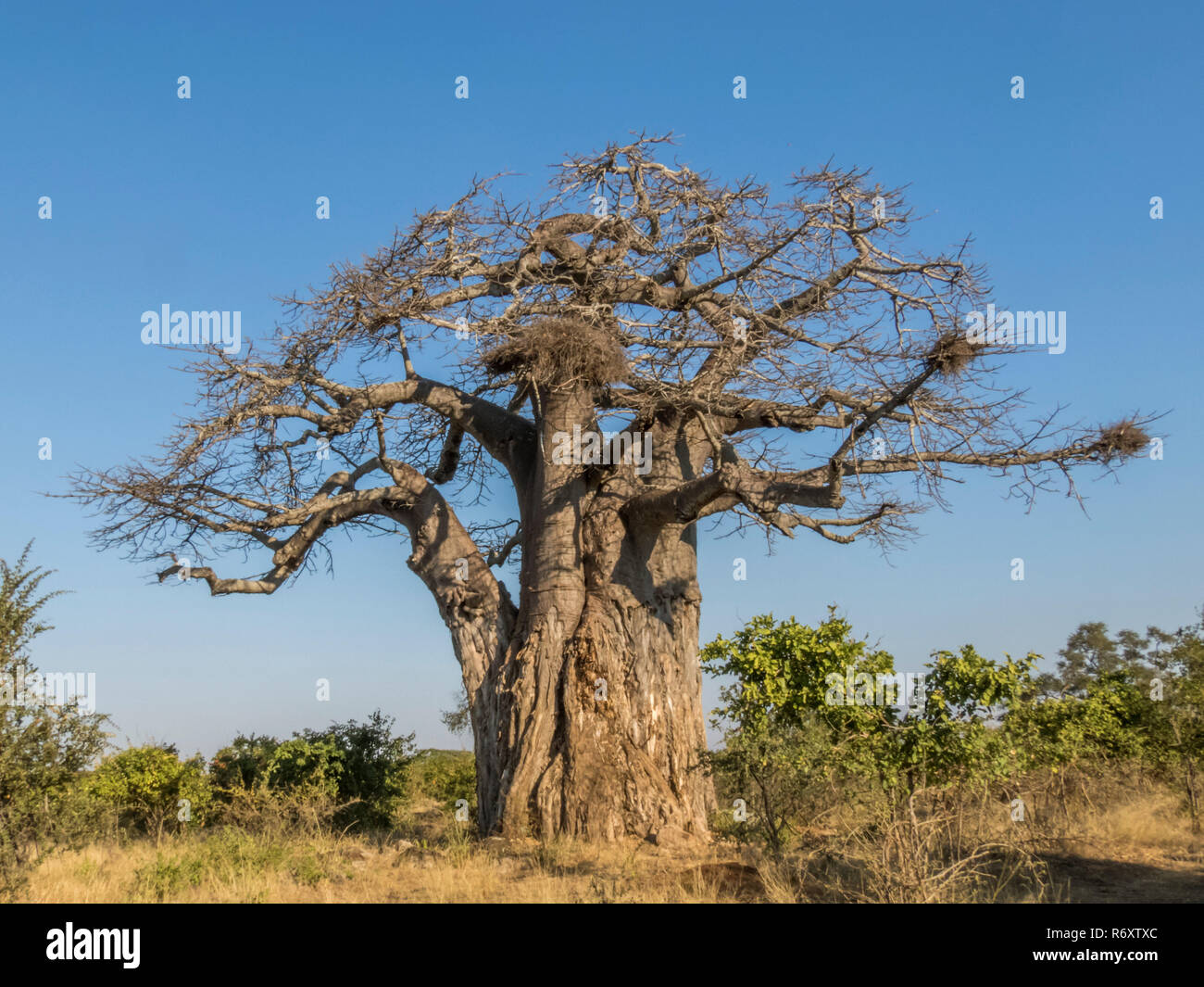 baobab tree in dry season, Kruger NP, South Africa Stock Photo