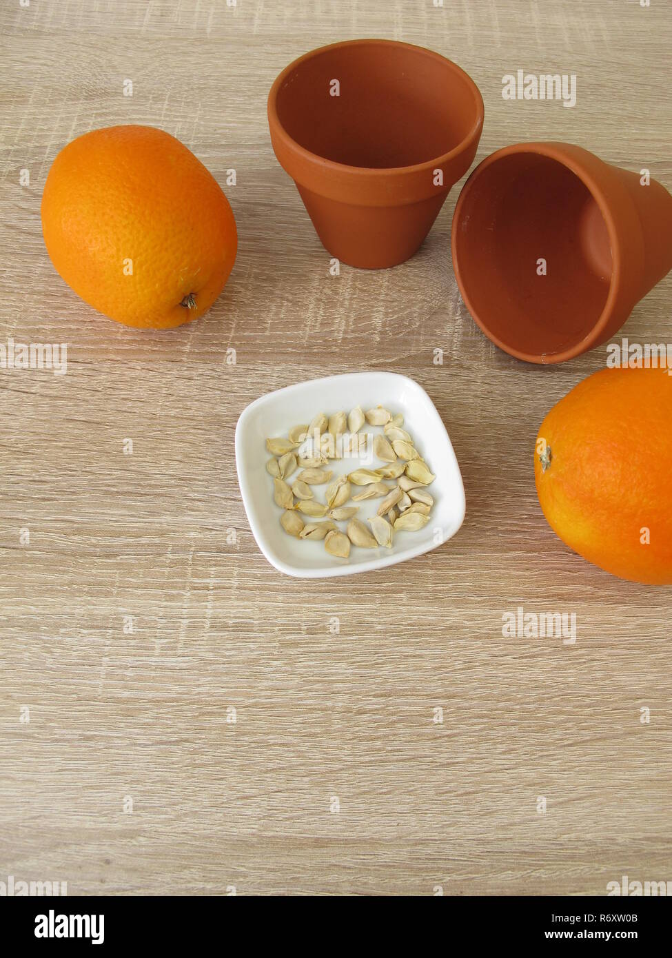 Orange Seeds Of Sweet Orange For Growing An Orange Tree Stock Photo Alamy