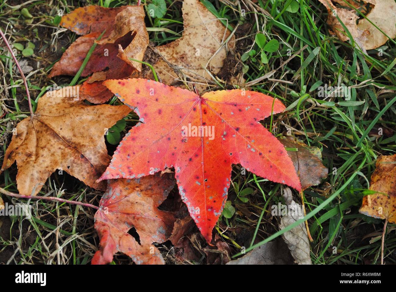 Fall Leaf on the Ground Stock