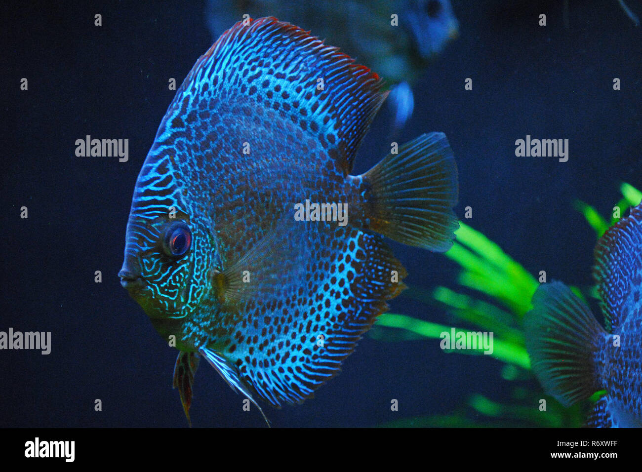 Blue Discus Fish Stock Photo