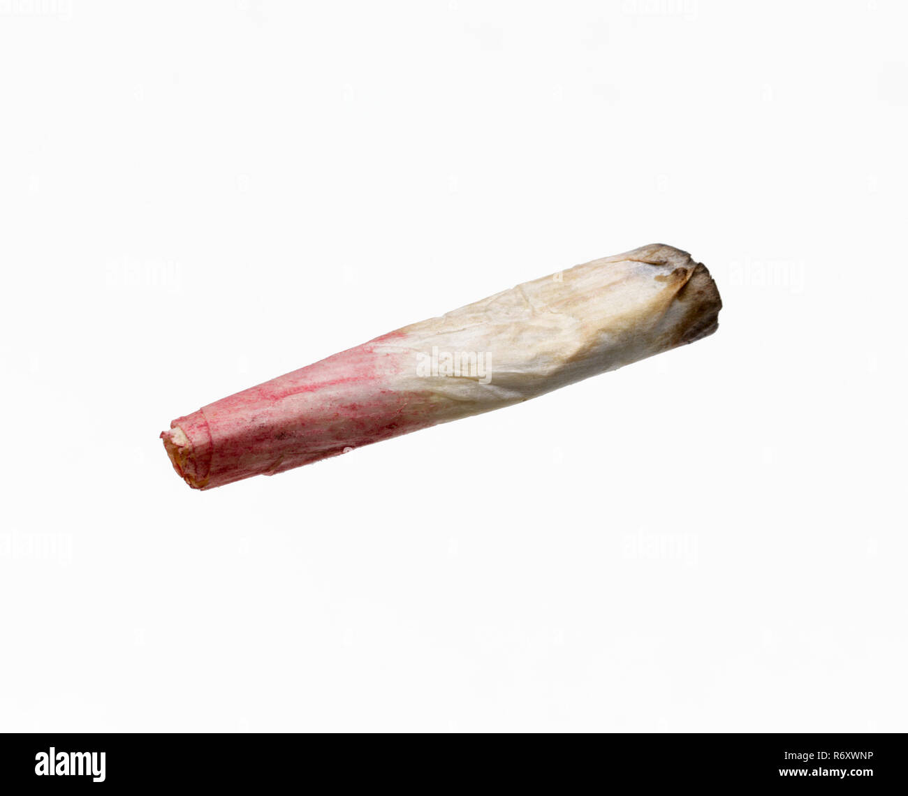 A cannabis cigarette aka 'joint' that has been smoked by a woman wearing lipstick, leaving a 'roach'. Stock Photo