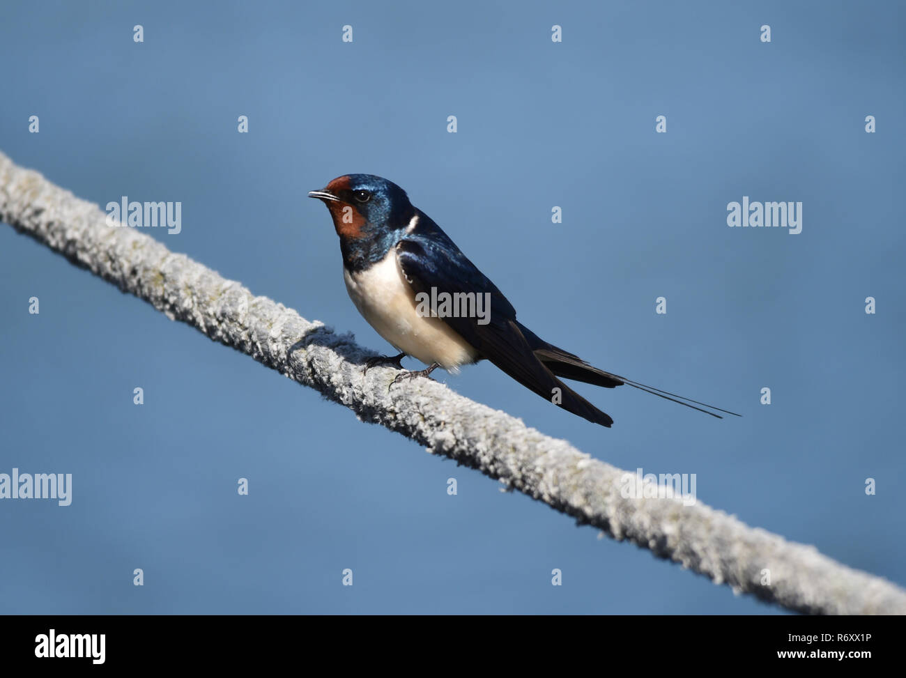 barn swallow on a rope Stock Photo