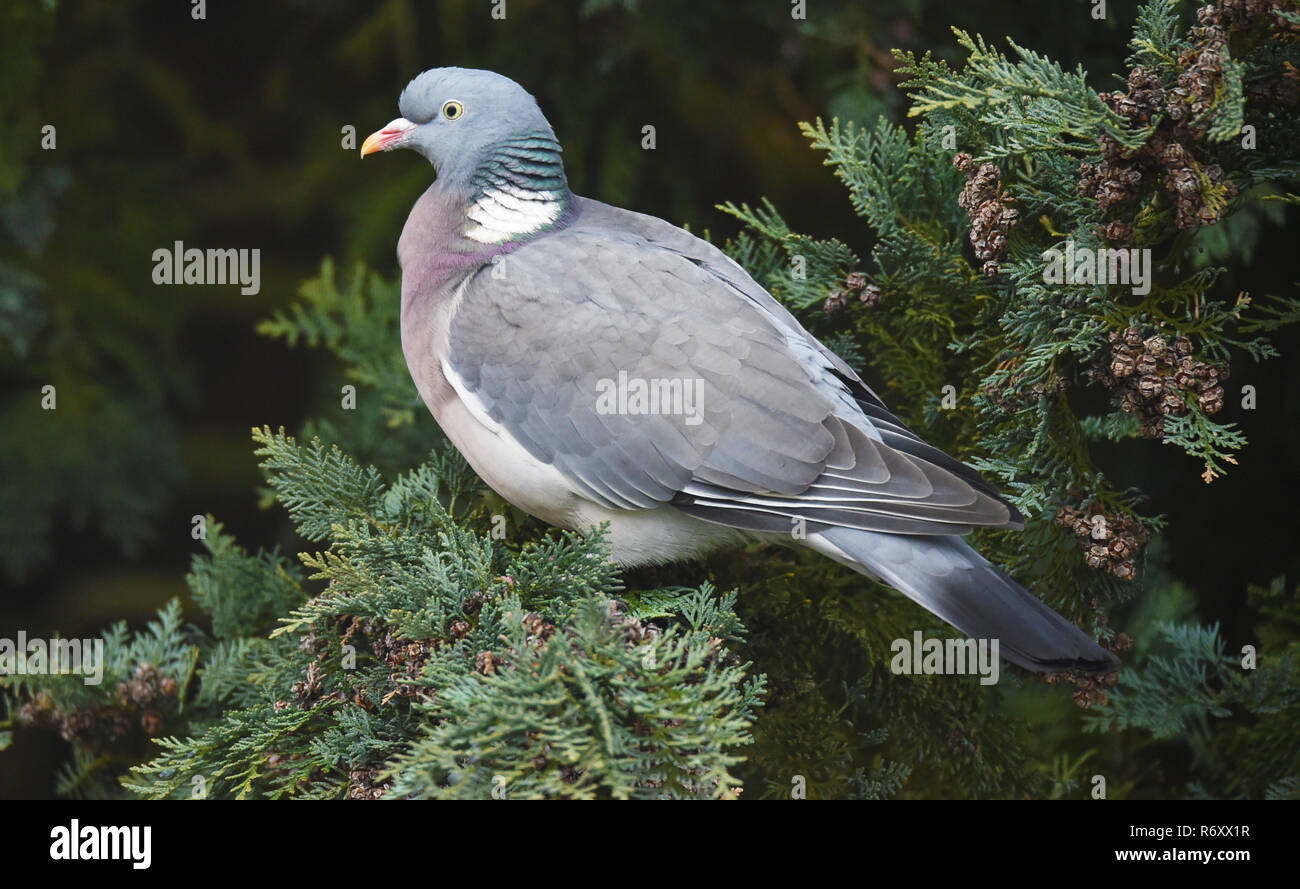 wood pigeon on tree of life Stock Photo