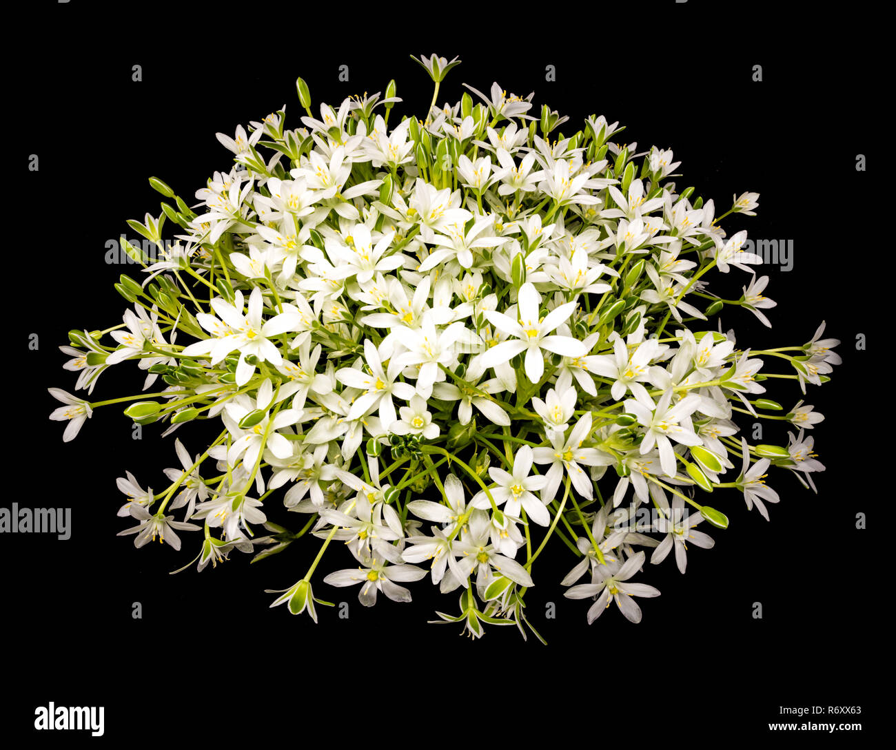 bouquet of umbels of daisy flowers against a black background Stock Photo