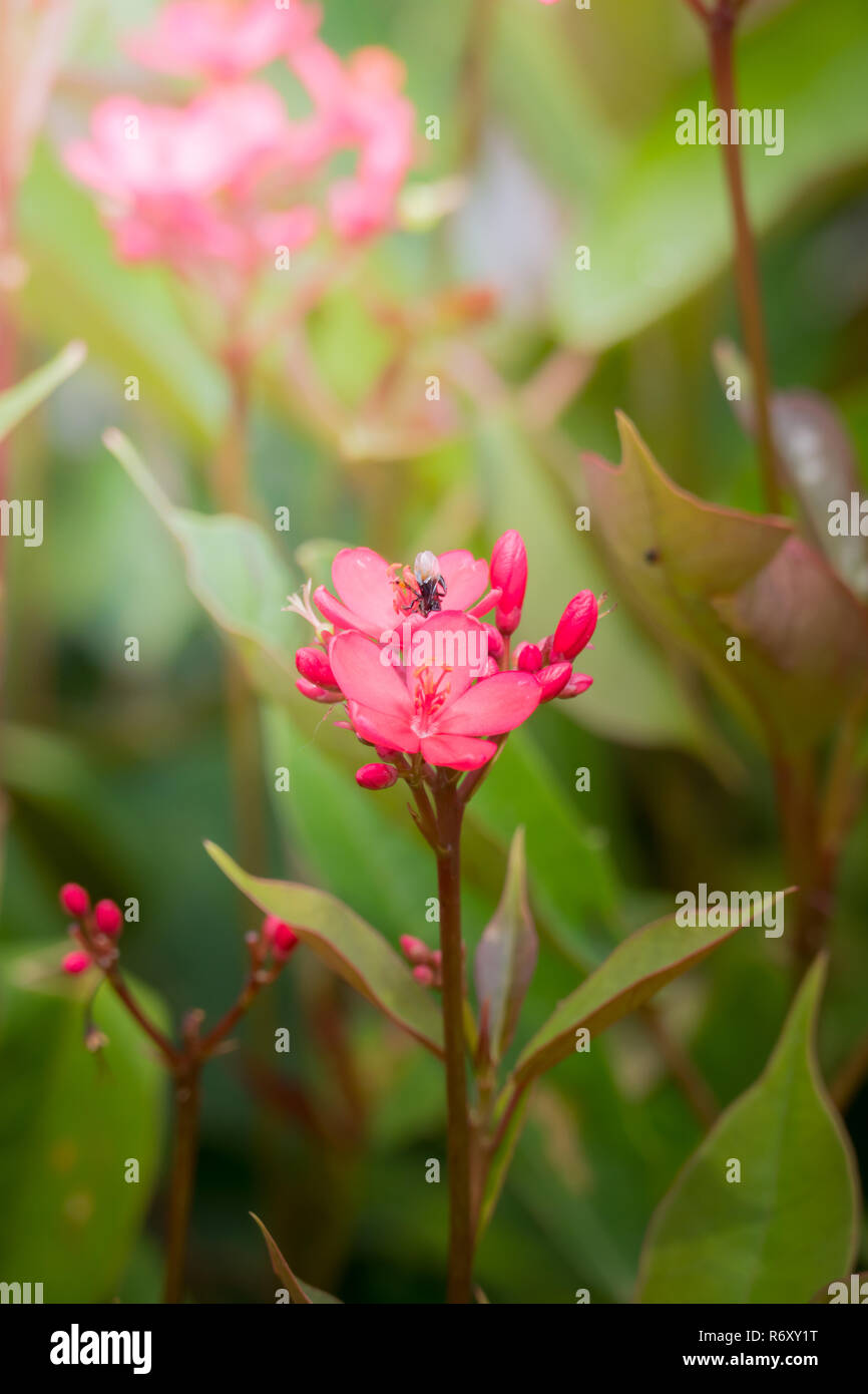 The background image of the colorful flowers Stock Photo - Alamy