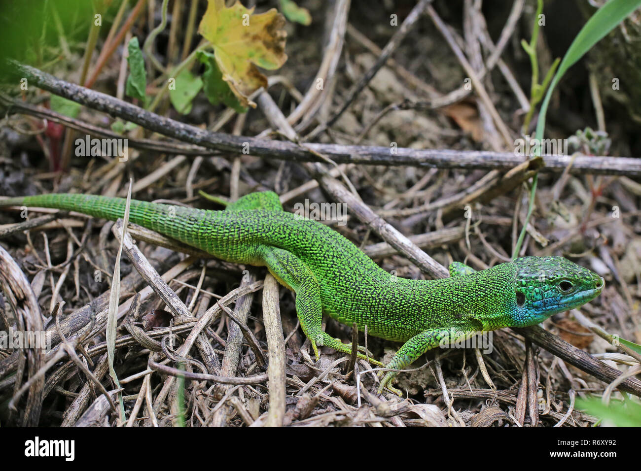male emerald lizard lacerta viridis from eichgasse in bickensohl Stock Photo