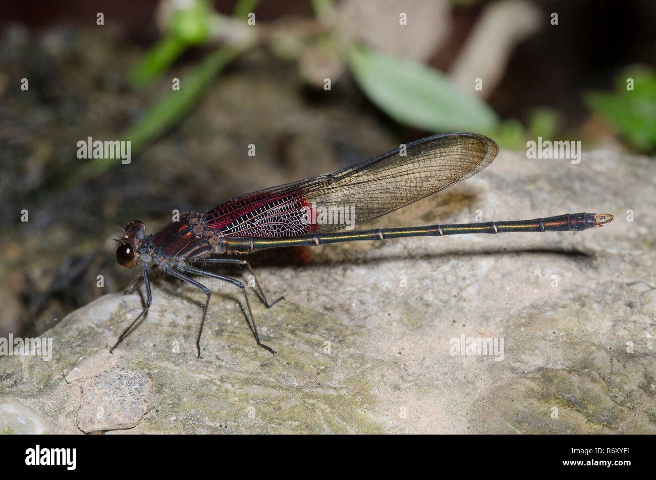 American Rubyspot, Hetaerina americana, male Stock Photo - Alamy