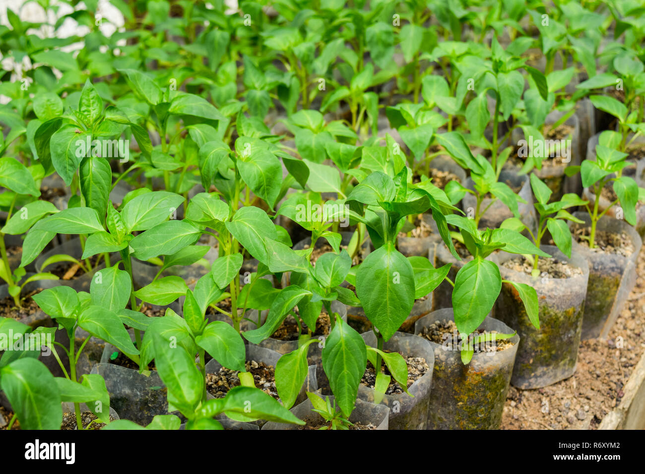 Seedlings of pepper. Pepper in greenhouse cultivation. Seedlings Stock