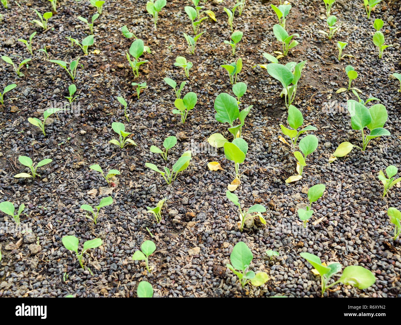 Seedlings eggplant in the greenhouse. Growing eggplant of vegetables in