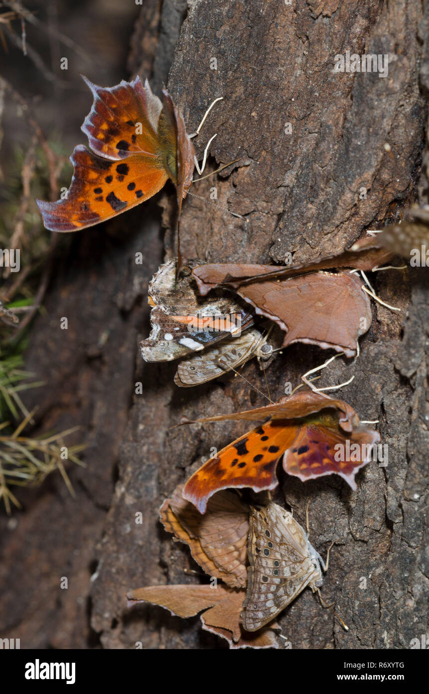 Sap Flow with Butterflies; Hackberry Emperor, Tawny Emperor, Question Mark, and Red Admiral Stock Photo
