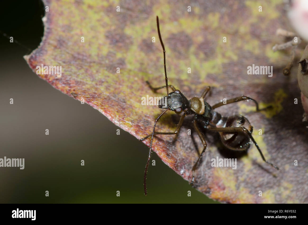 Broad-headed Bug, Family Alydidae, ant mimic nymph Stock Photo