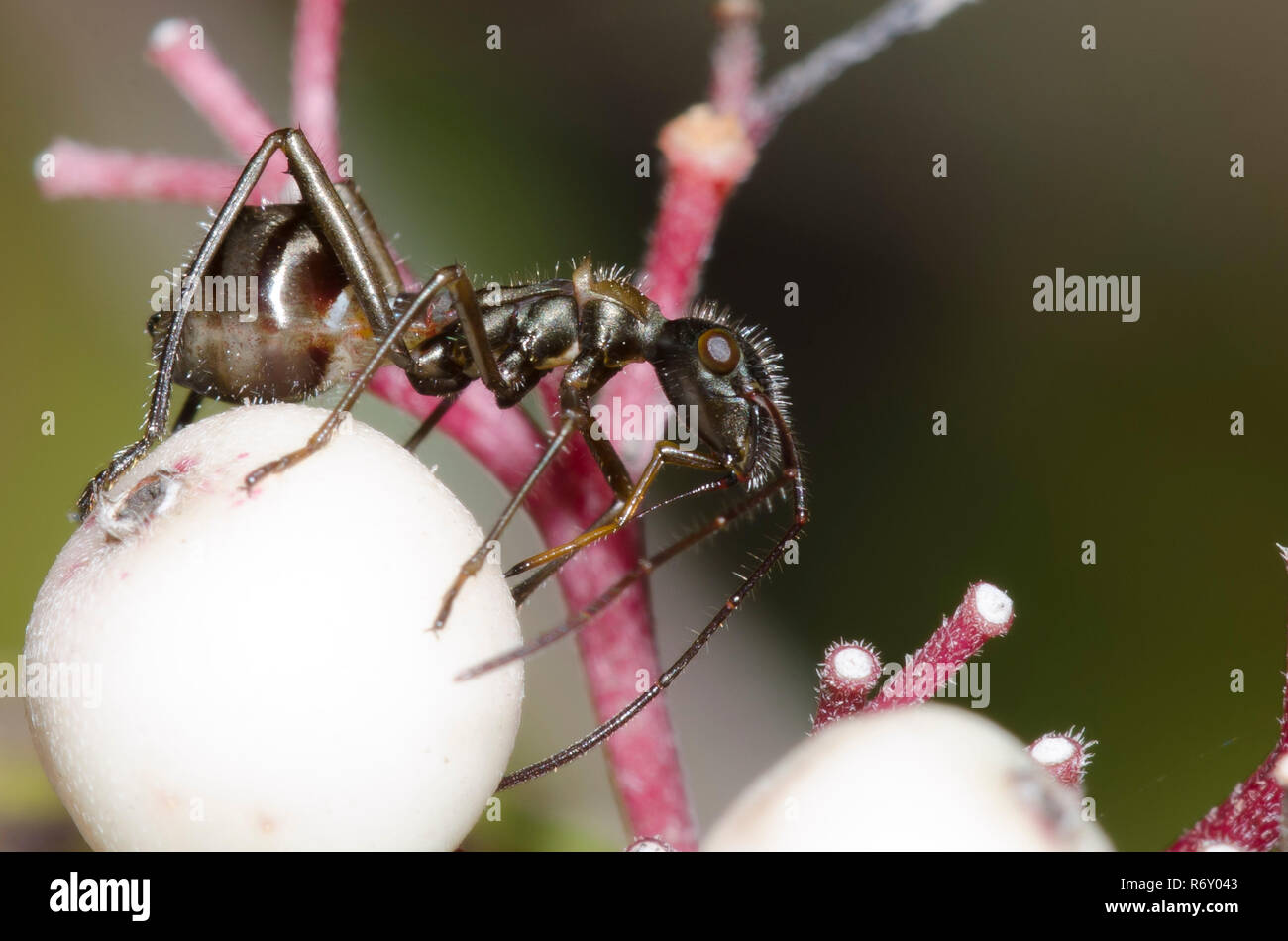 Broad-headed Bug, Family Alydidae, ant mimic nymph feeding on fruit of roughleaf dogwood, Cornus drummondii Stock Photo