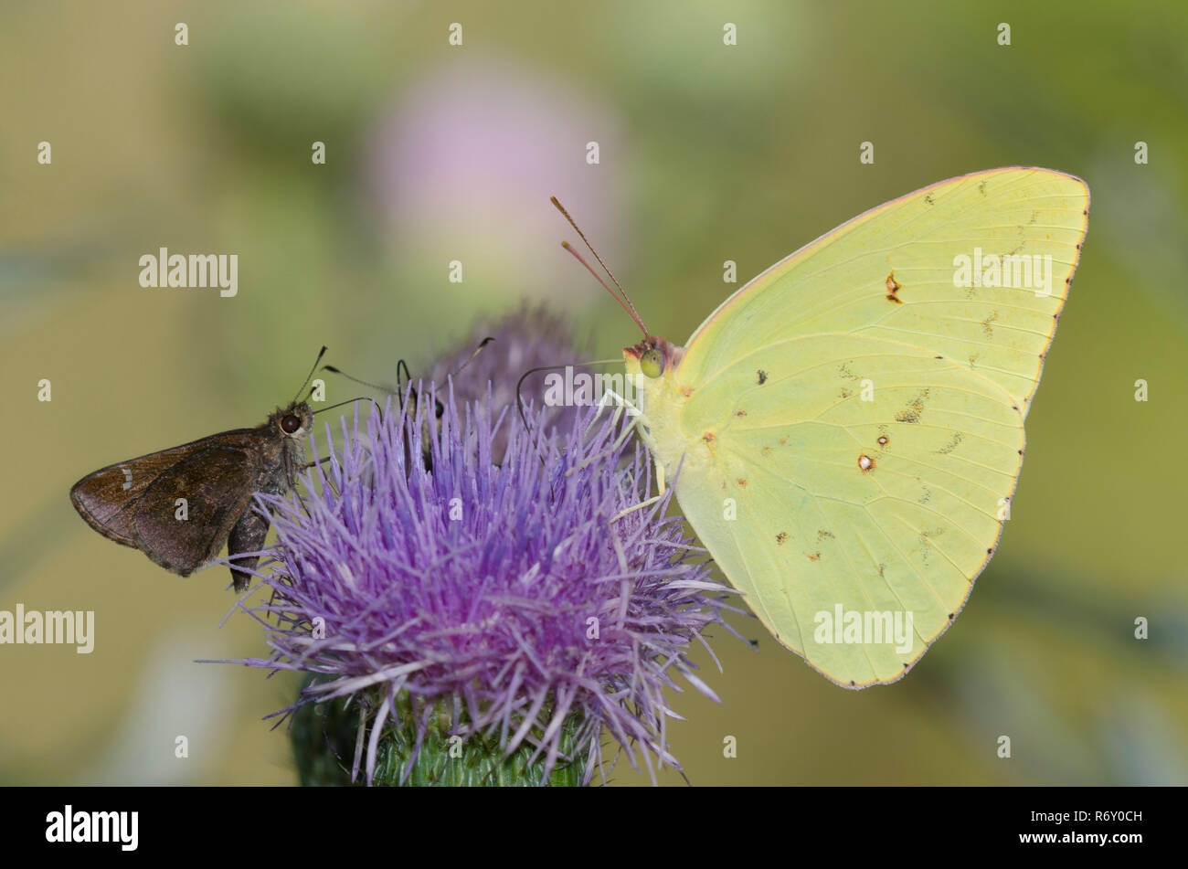 Cloudless Sulphur, Phoebis sennae, male and Clouded Skipper, Lerema accius, nectaring from thistle, Cirsium sp. Stock Photo