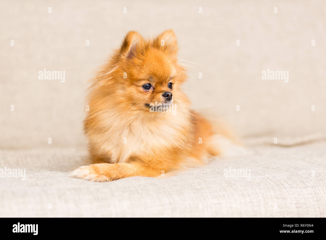 are german spitz puppies lazy